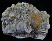 Crinoid fossil