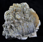 Crinoid fossil