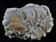 Crinoid fossil