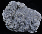 Crinoid fossil